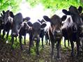 Rew Farm Country Accommodation Gallery (81)