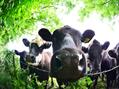 Rew Farm Country Accommodation Gallery (82)