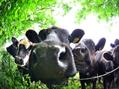 Rew Farm Country Accommodation Gallery (83)
