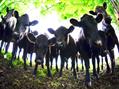 Rew Farm Country Accommodation Gallery (85)