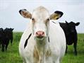 Rew Farm Country Accommodation Gallery (87)