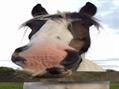 Rew Farm Country Accommodation Gallery (88)