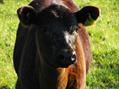 Rew Farm Country Accommodation Gallery (89)