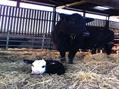 Rew Farm Country Accommodation Gallery (94)