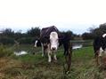 Rew Farm Country Accommodation Gallery (95)