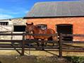 Rew Farm Country Accommodation Gallery (97)