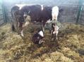 Rew Farm Country Accommodation Gallery (99)